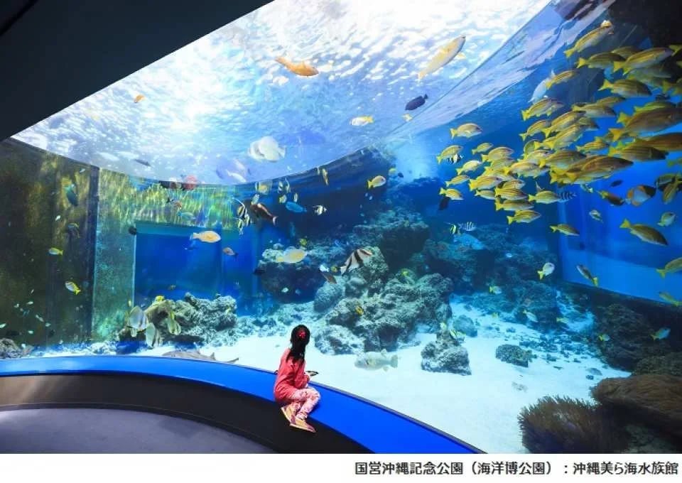 Okinawa Churaumi Aquarium Admission Ticket | Japan