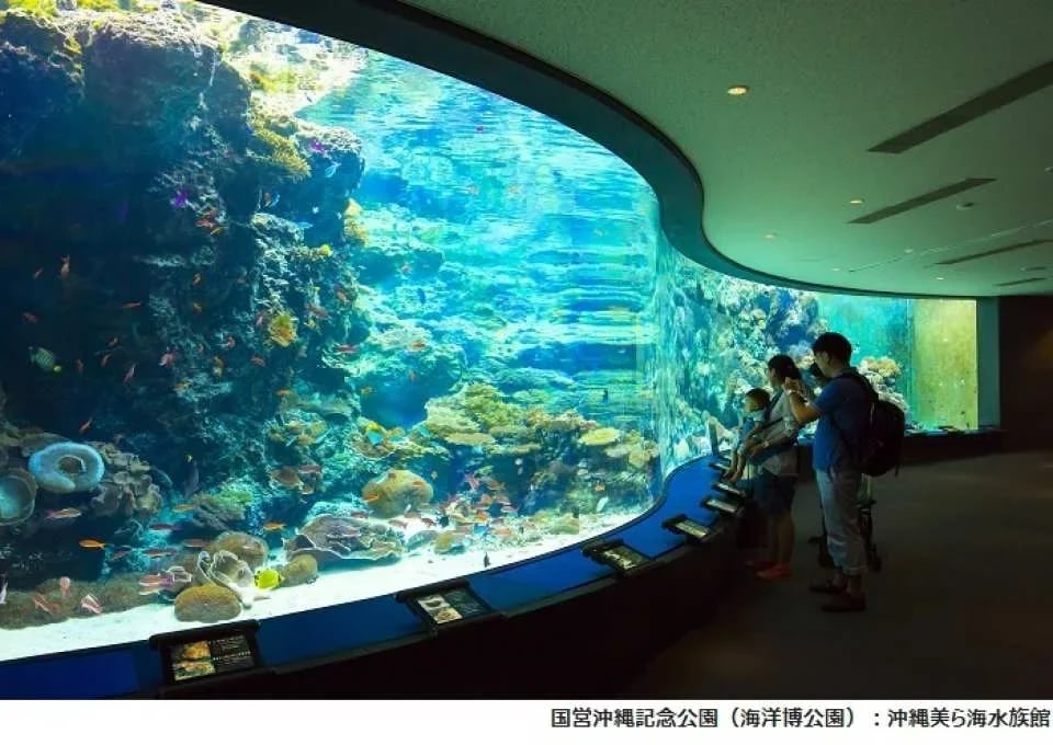 Okinawa Churaumi Aquarium Admission Ticket | Japan