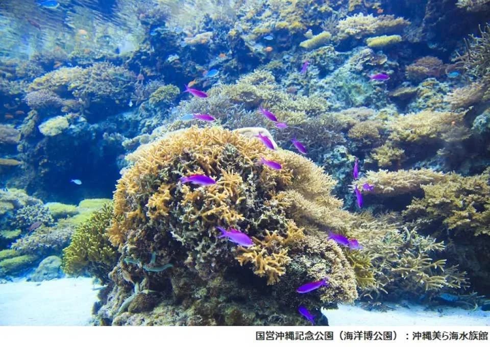 Okinawa Churaumi Aquarium Admission Ticket | Japan