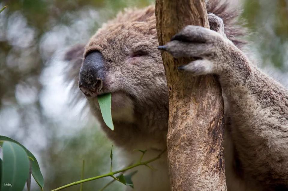 Phillip Island Nature Parks Individual and Combo Tickets: 3 Parks Pass | Melbourne
