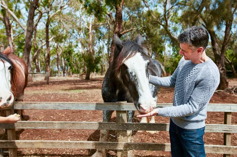 Phillip Island Nature Parks Individual and Combo Tickets: 3 Parks Pass | Melbourne