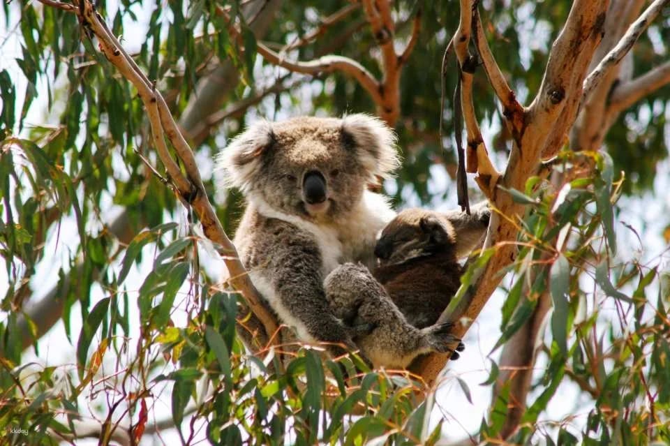 Phillip Island Nature Parks Individual and Combo Tickets: 3 Parks Pass | Melbourne