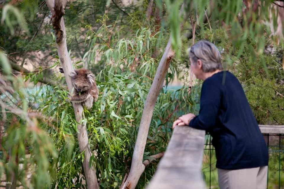 Phillip Island Nature Parks Individual and Combo Tickets: 3 Parks Pass | Melbourne