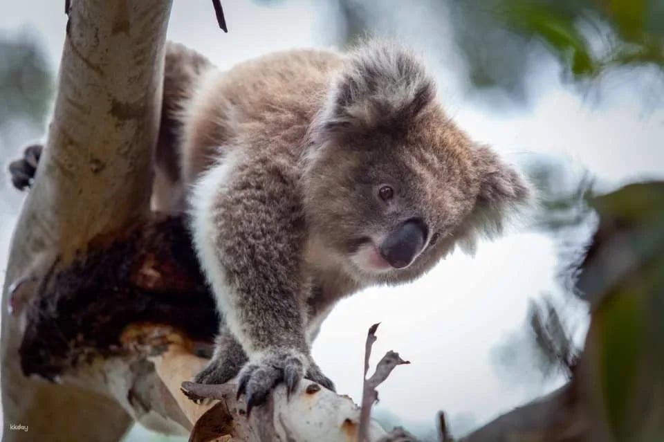 Phillip Island Nature Parks Individual and Combo Tickets: 3 Parks Pass | Melbourne