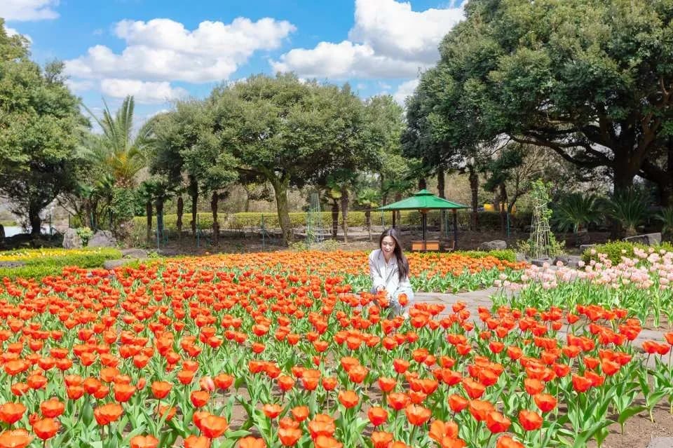 Korea Jeju Maze Land Ticket