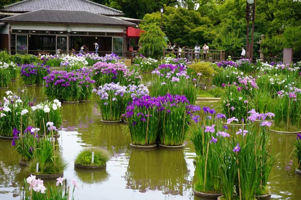 【Kyushu Ticket】Dazaifu Yanagawa Tour Package｜Electronic Ticket