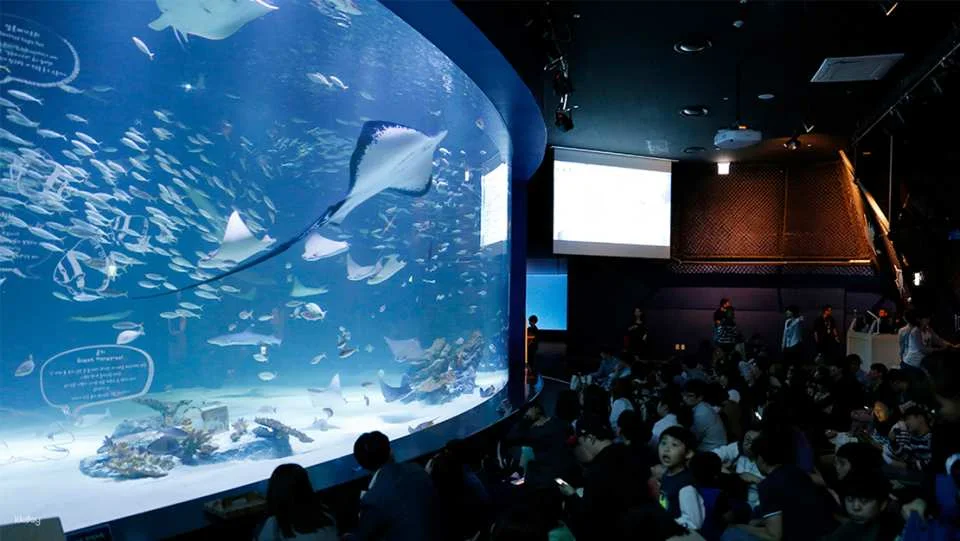 Alive Aquarium Daegu Ticket