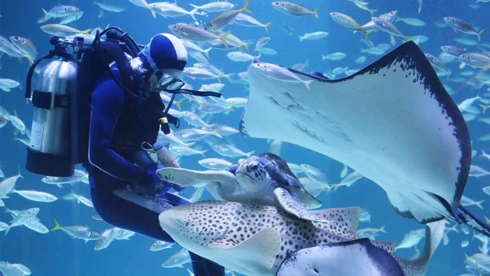 Alive Aquarium Daegu Ticket