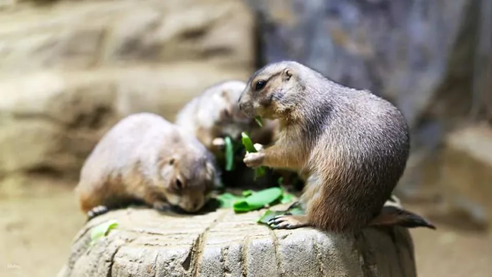 Alive Aquarium Daegu Ticket