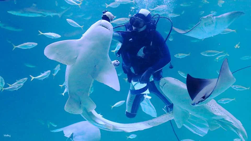 Alive Aquarium Daegu Ticket