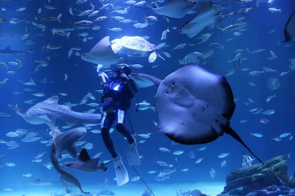 Alive Aquarium Daegu Ticket