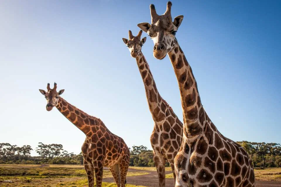 [Eco Tour] Melbourne Werribee Open Range Zoo Ticket | Victoria