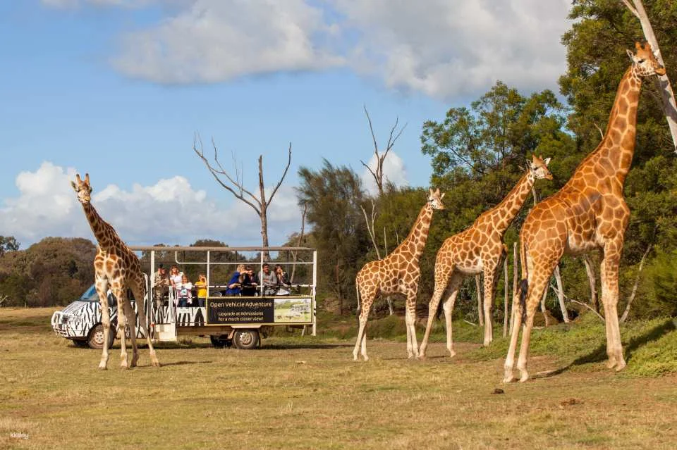 [Eco Tour] Melbourne Werribee Open Range Zoo Ticket | Victoria