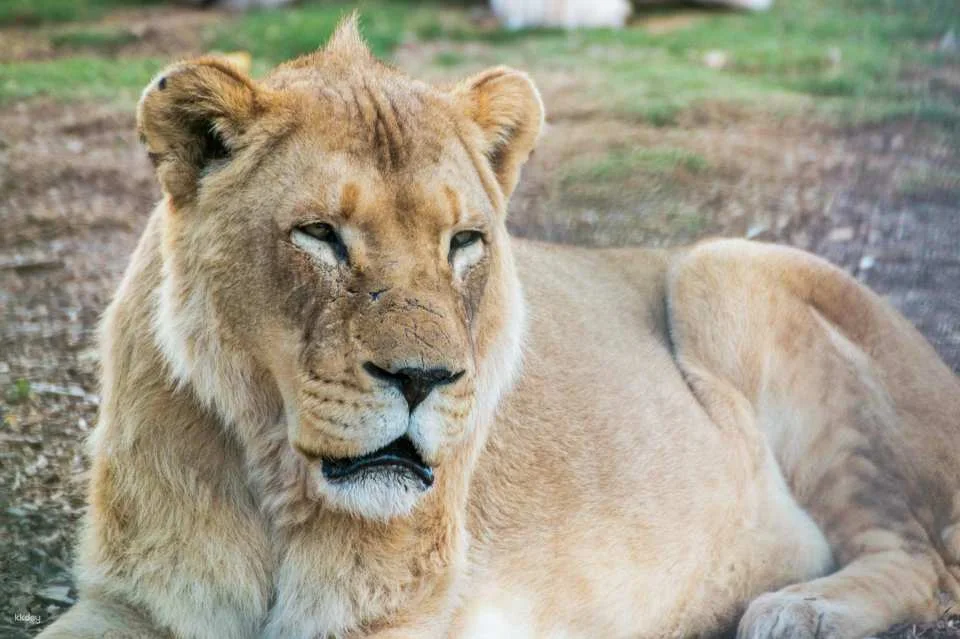 [Eco Tour] Melbourne Werribee Open Range Zoo Ticket | Victoria