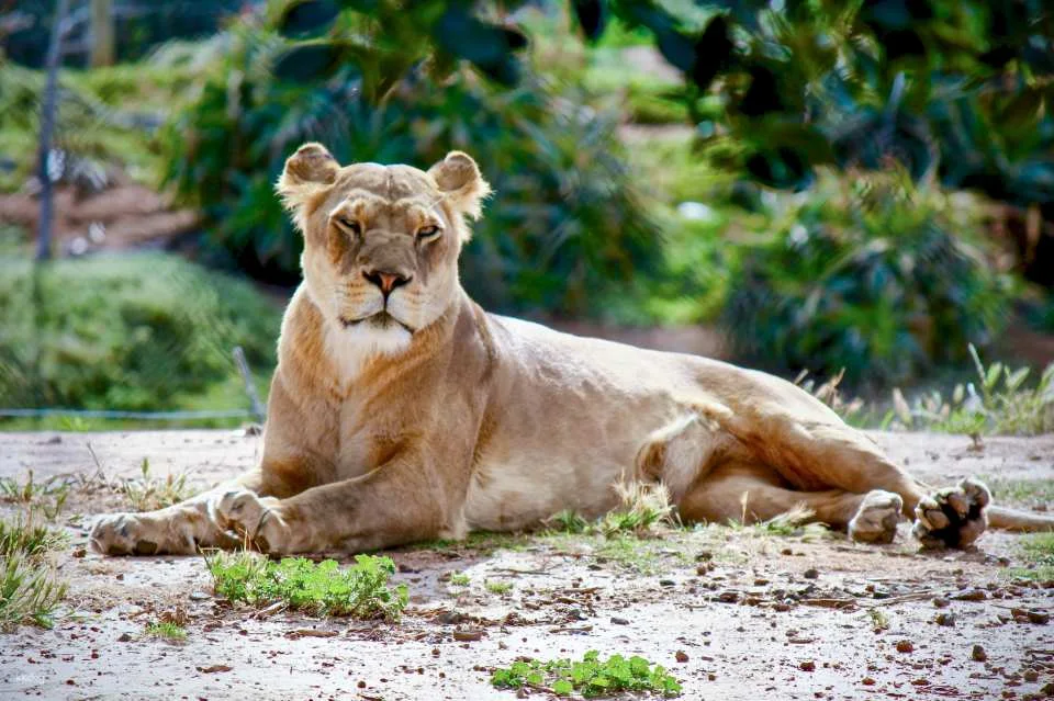 [Eco Tour] Melbourne Werribee Open Range Zoo Ticket | Victoria