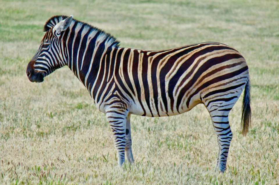 [Eco Tour] Melbourne Werribee Open Range Zoo Ticket | Victoria