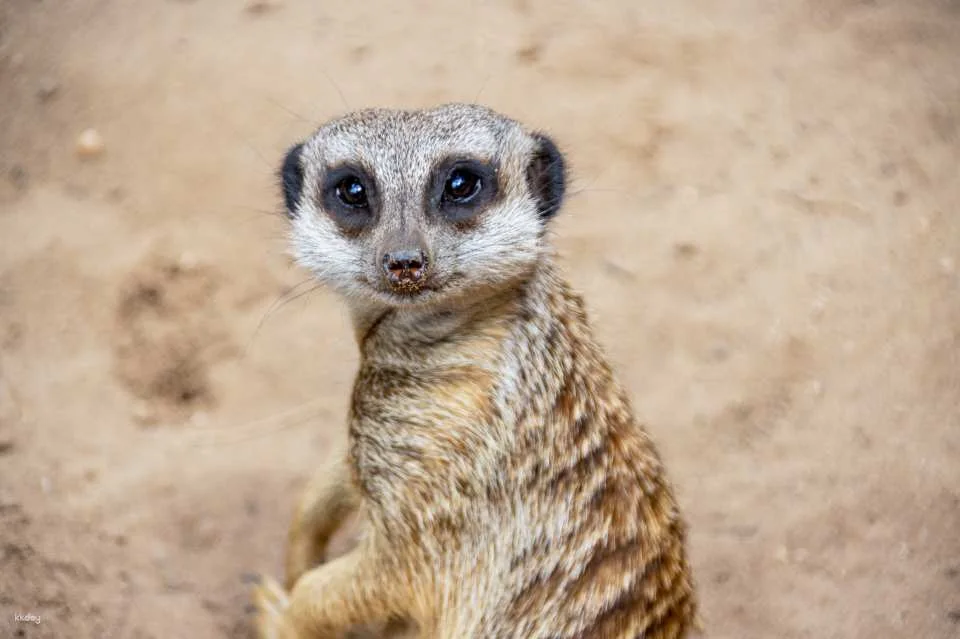 [Eco Tour] Melbourne Werribee Open Range Zoo Ticket | Victoria