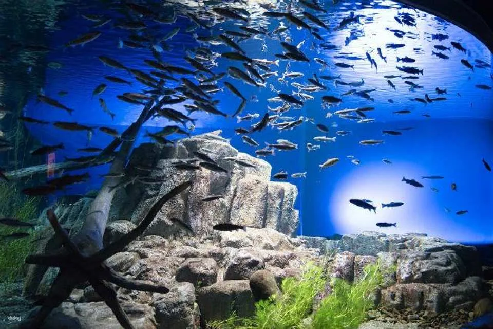 Hokkaido, Japan | Chitose Aquarium , Furusato of Salmon (Tickets)