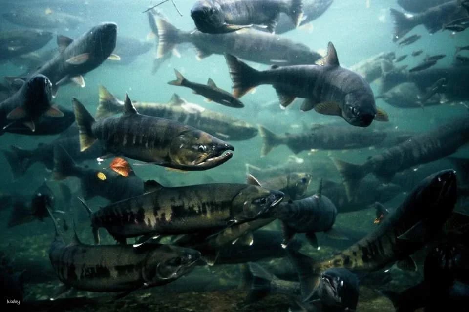 Hokkaido, Japan | Chitose Aquarium , Furusato of Salmon (Tickets)