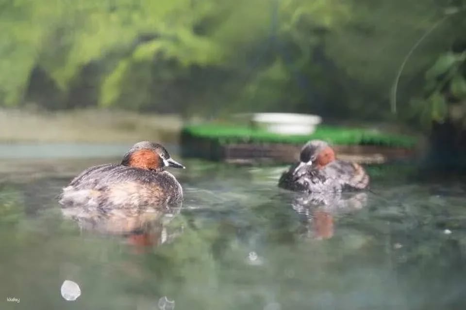 Hokkaido, Japan | Chitose Aquarium , Furusato of Salmon (Tickets)