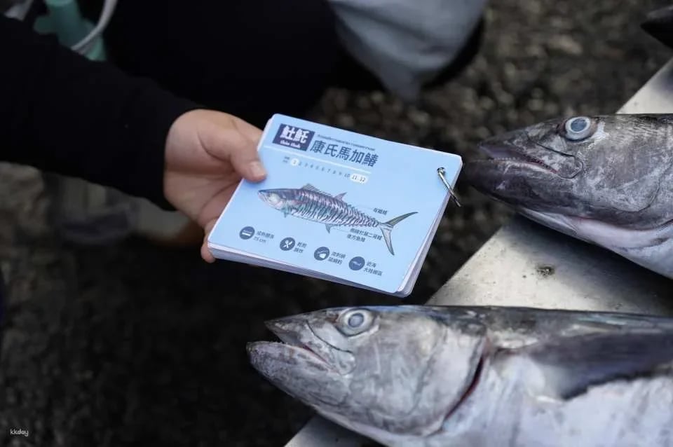 Penghu Magong Fishing Port Market Guide｜There are fish every year