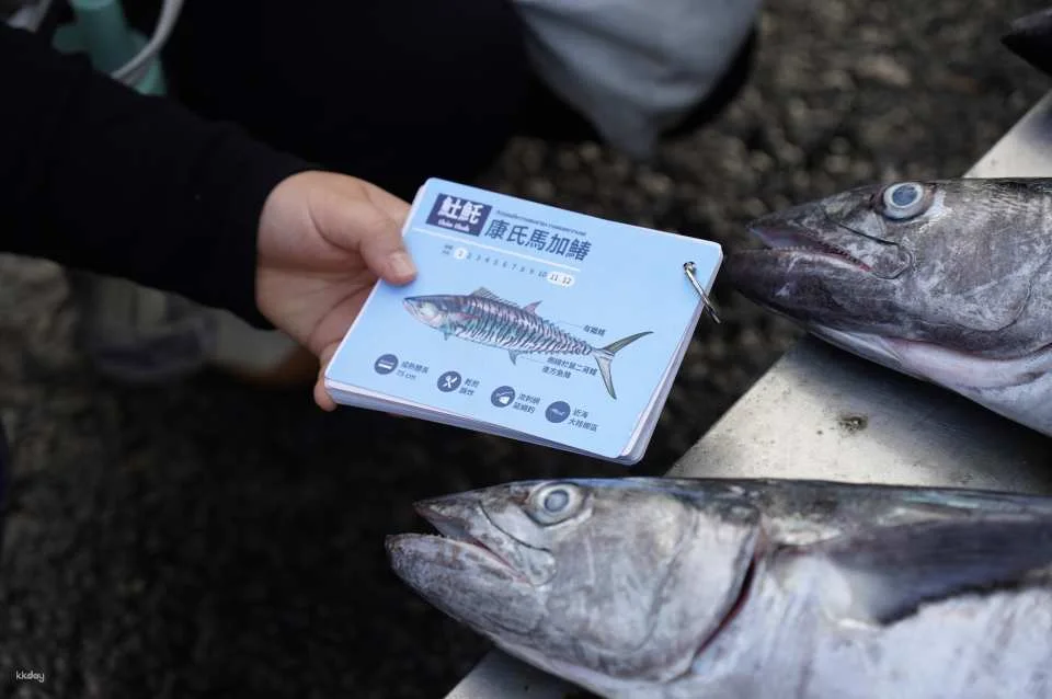 Penghu Magong Fishing Port Market Guide｜There are fish every year