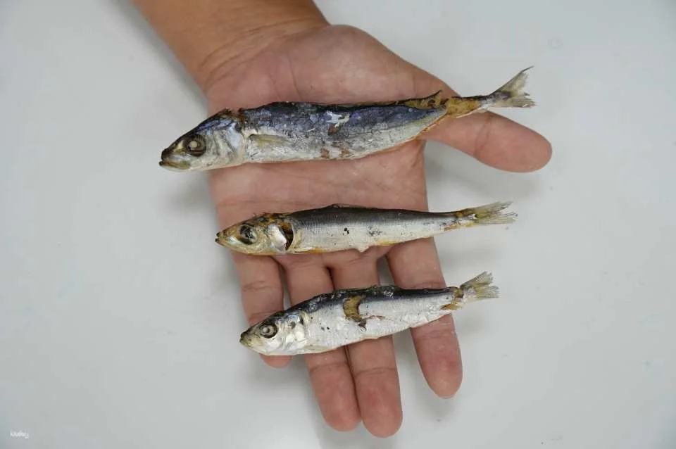 Dried fish experience in Penghu｜Penghu is available every year