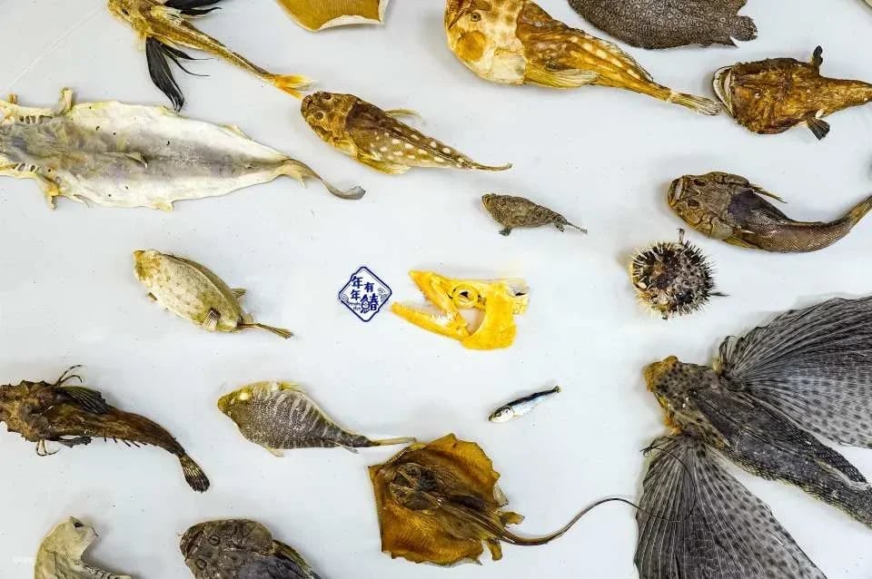 Penghu fish specimen making course|There are mackerels every year
