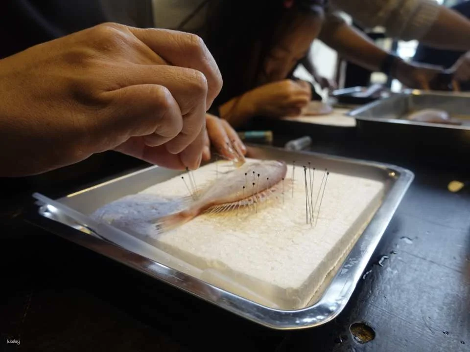 Penghu fish specimen making course｜There are mackerels every year