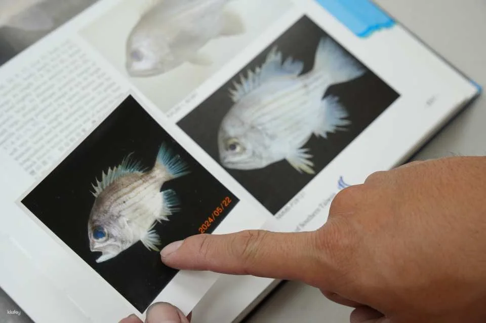 Penghu fish specimen making course｜There are mackerels every year
