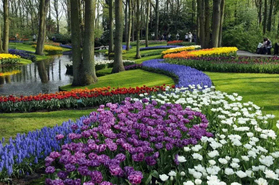 Keukenhof : Entry Ticket + Windmill Cruise + Transport| Netherlands