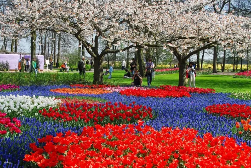 Keukenhof : Entry Ticket + Windmill Cruise + Transport｜ Netherlands