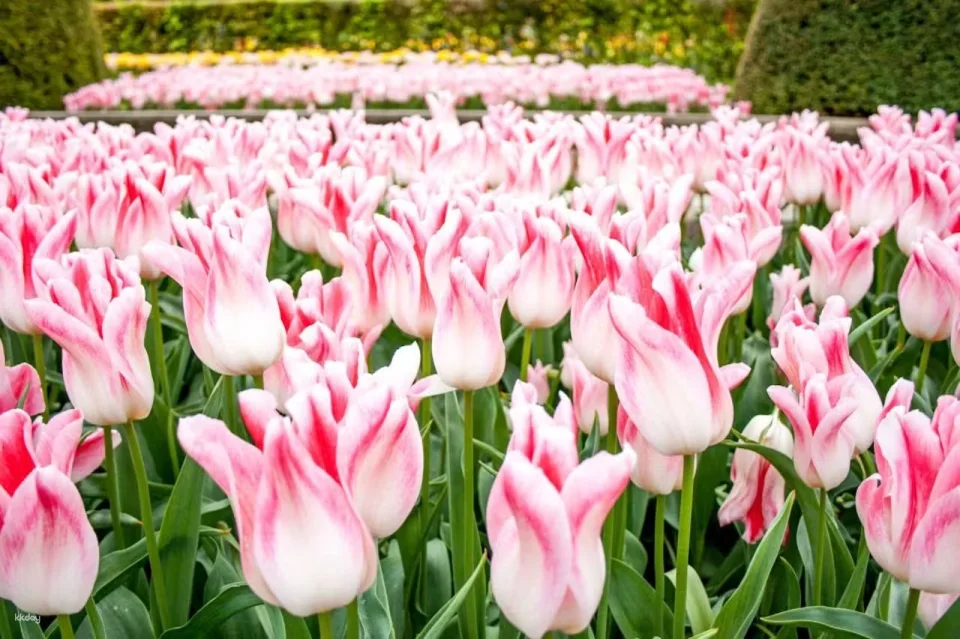 Keukenhof : Entry Ticket + Windmill Cruise + Transport| Netherlands