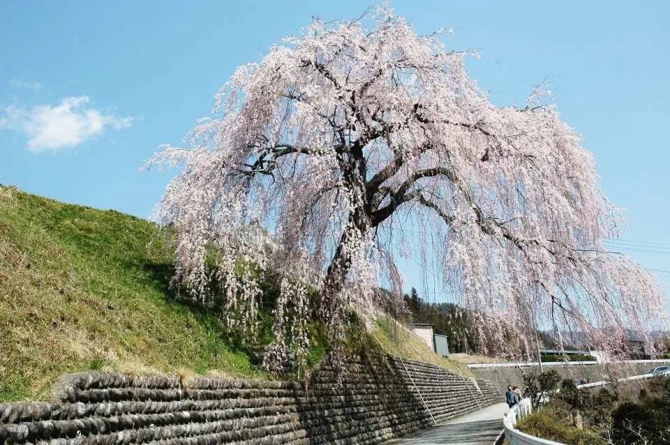 Gifu, Japan｜Hida Takayama and Gero Hot Spring 2-day free pass