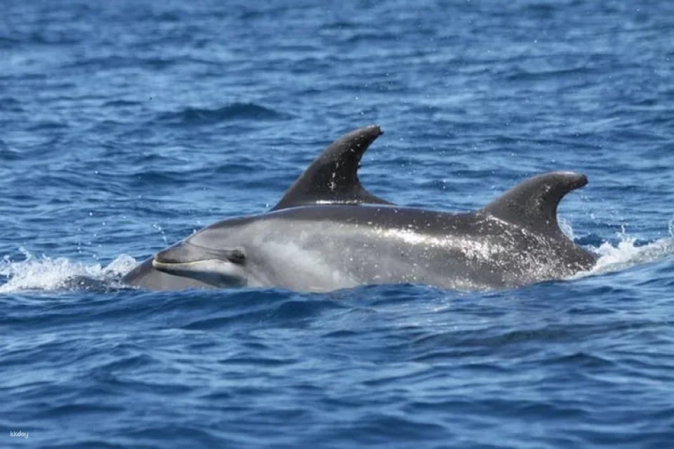 Dolphins and Caves Cruise Tour in Albufeira