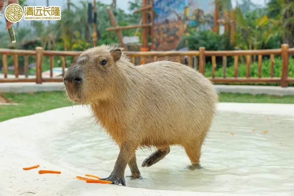 Exclusive offer on tickets to Chimelong Forest Hot Spring Resort in Qingyuan, China | Free AIRSIM SIM card included.