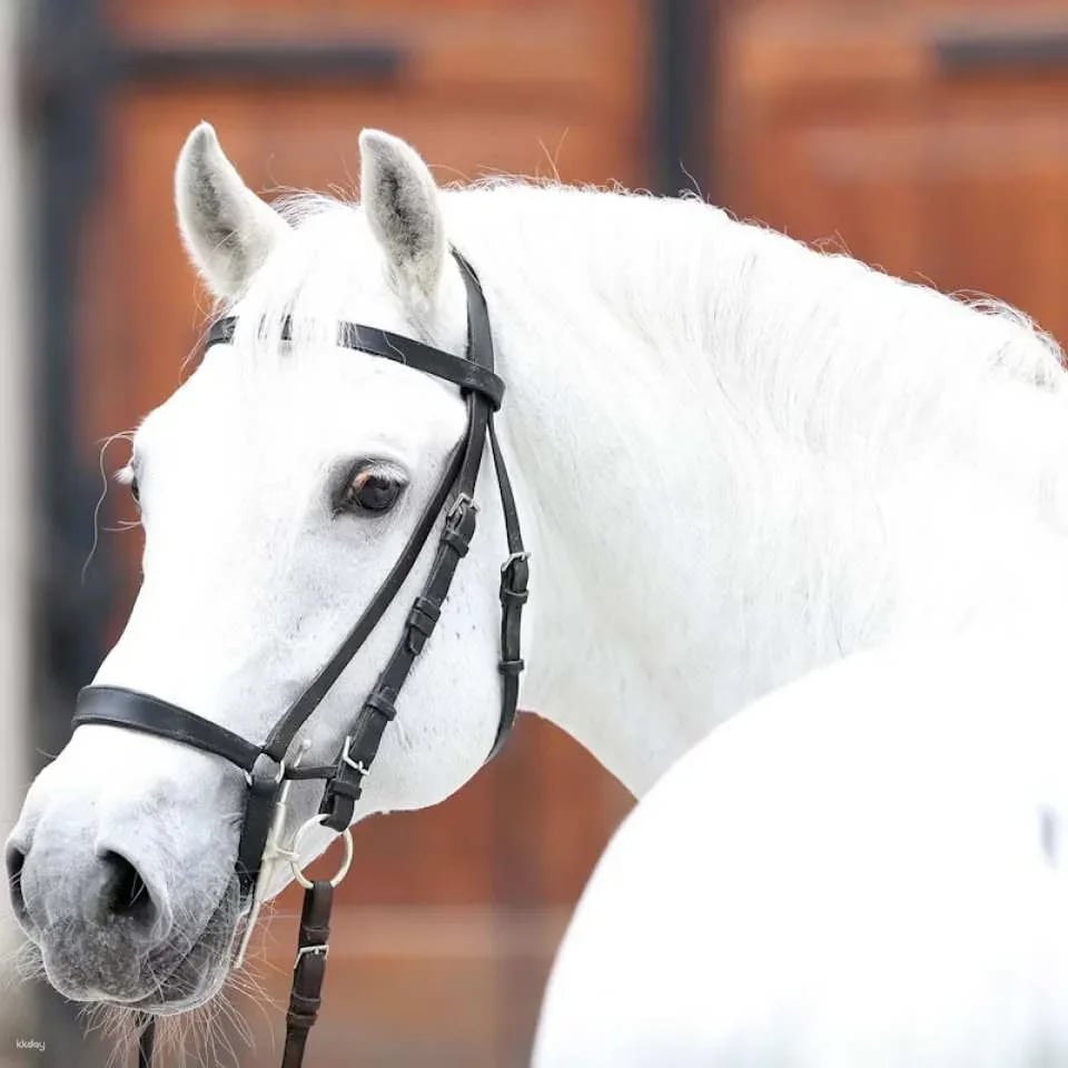 Spanish Riding School Guided Tour | Vienna