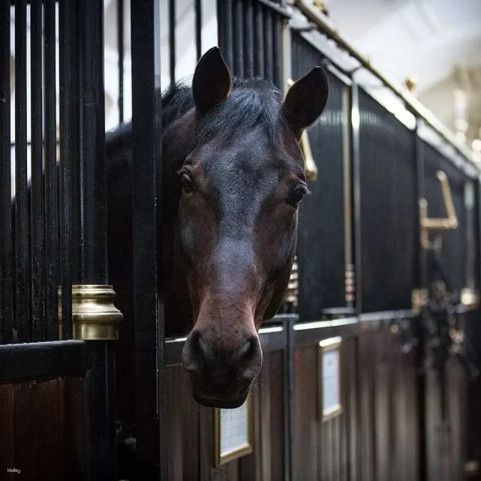 Spanish Riding School Guided Tour | Vienna