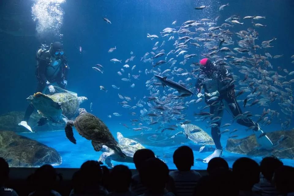 Lotte World Aquarium Ticket