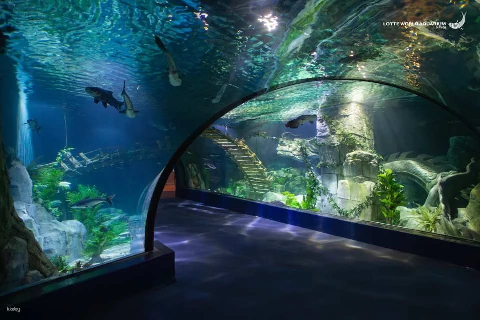 [SPECIAL PROMOTION] Lotte World Aquarium | Hanoi