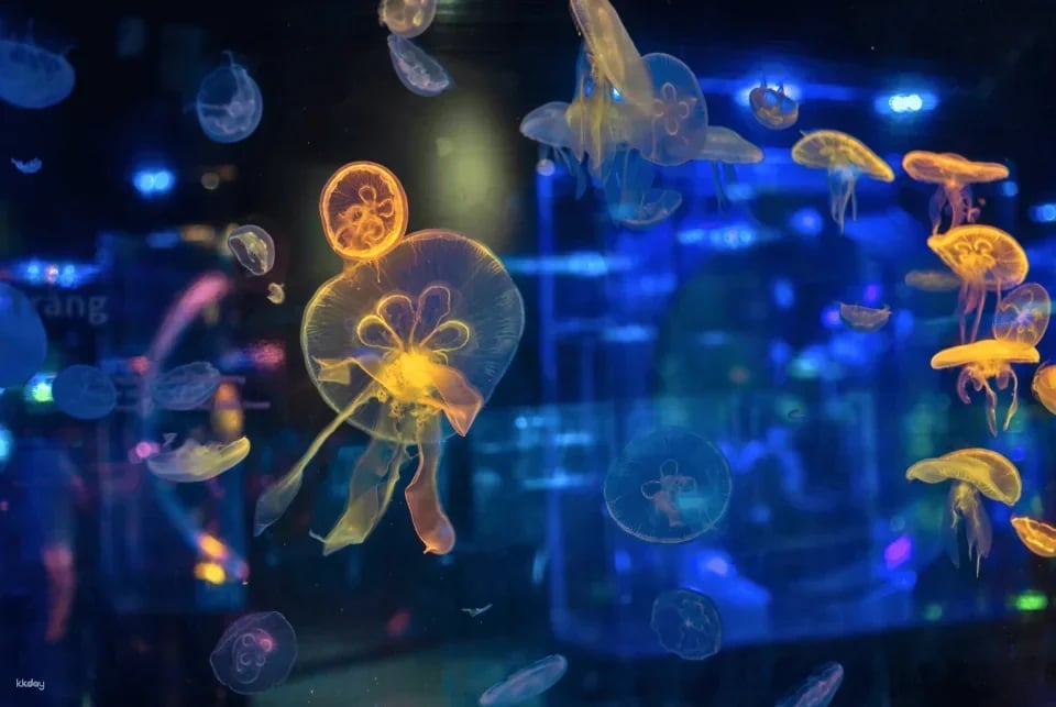 [SPECIAL PROMOTION] Lotte World Aquarium | Hanoi