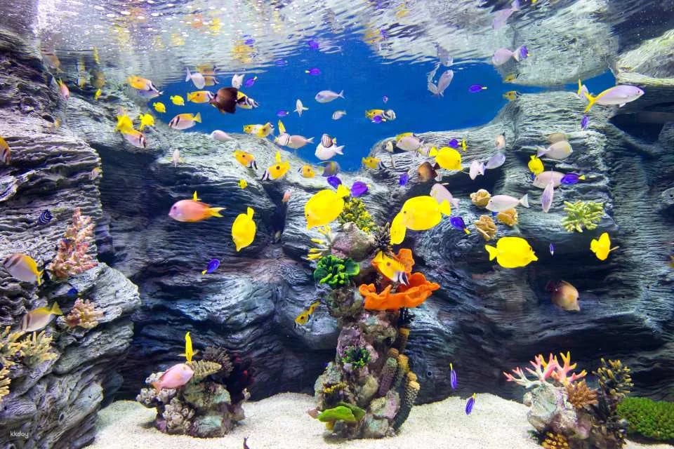 Lotte World Aquarium Ticket