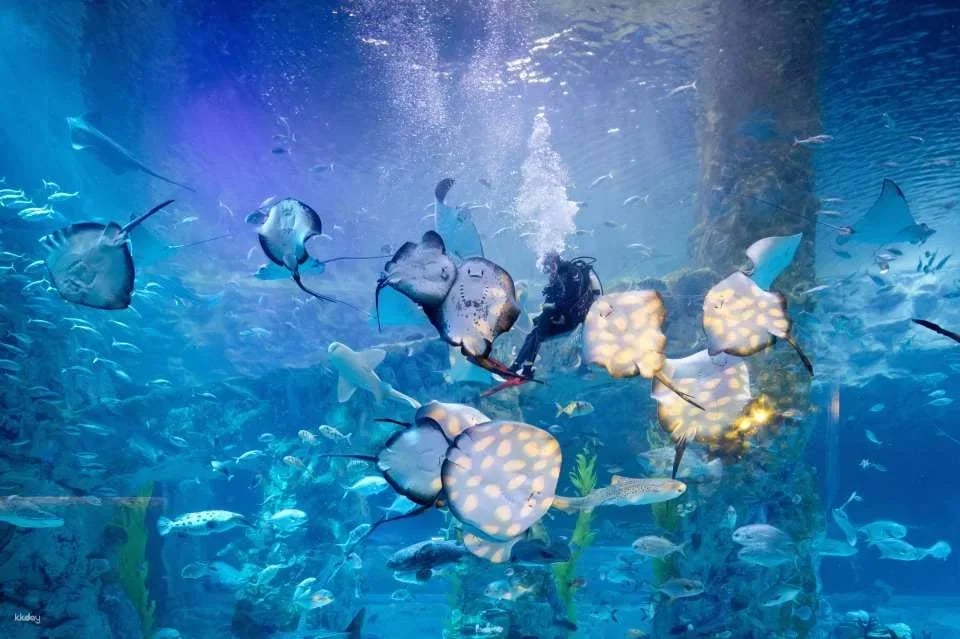 Lotte World Aquarium Ticket