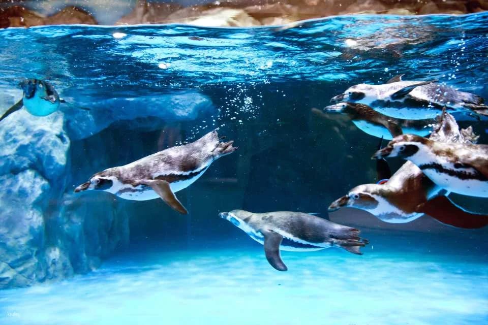 Lotte World Aquarium Ticket