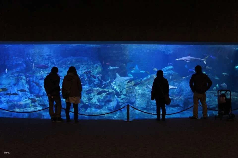 Oita Marine Palace Aquarium Umitamago Ticket
