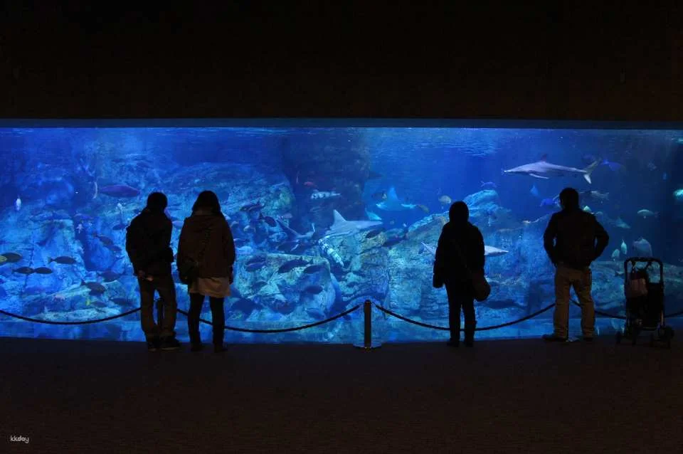 Oita Marine Palace Aquarium Umitamago Ticket