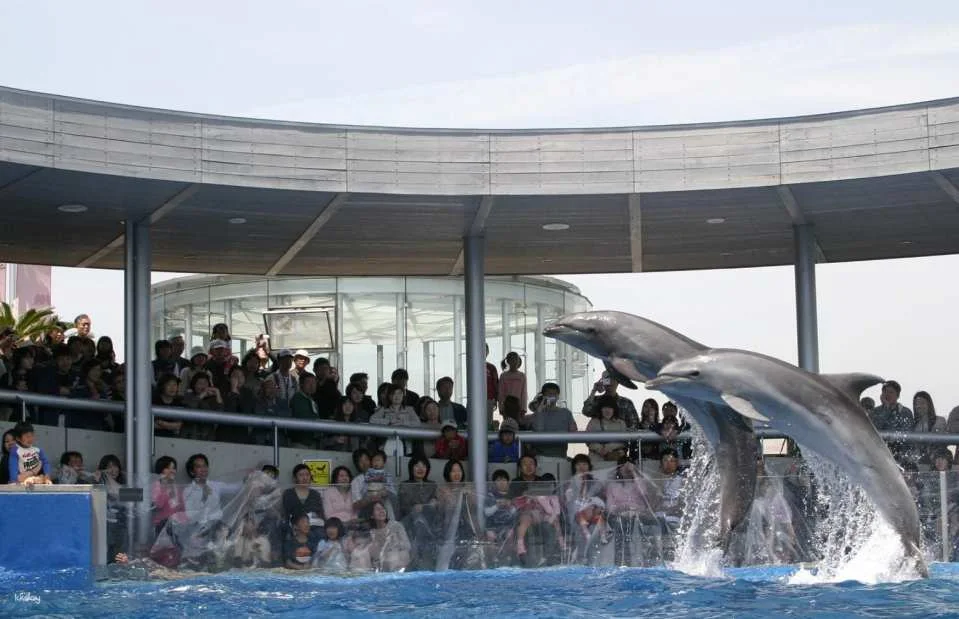 Oita Marine Palace Aquarium Umitamago Ticket