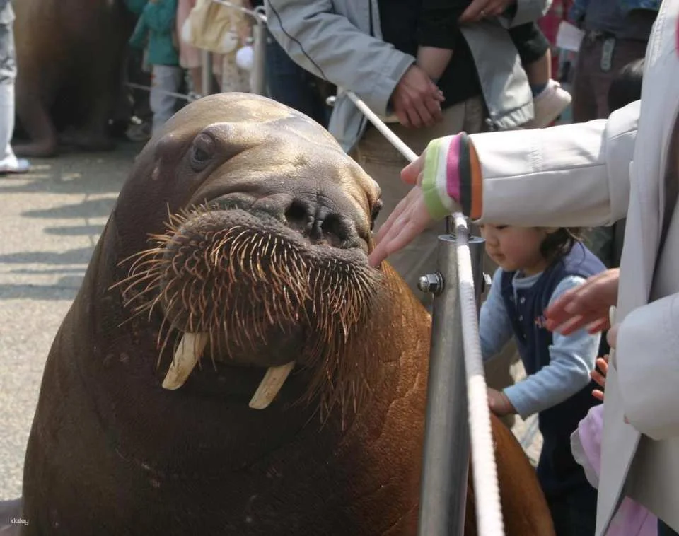Oita Marine Palace Aquarium Umitamago Ticket
