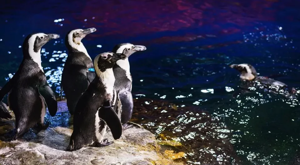 [China] Shanghai Changfeng Ocean World Tickets