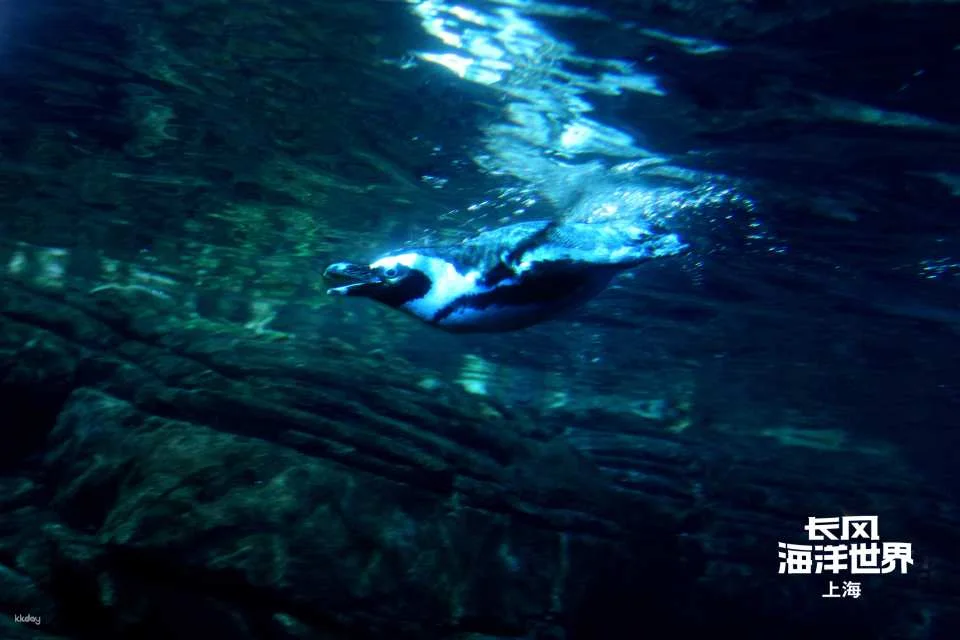 [China] Shanghai Changfeng Ocean World Tickets